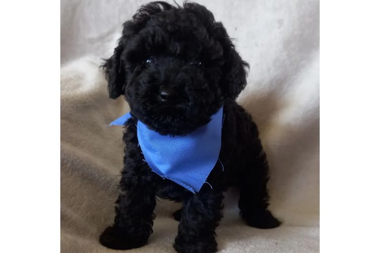 Kings Bridge Kennels Toy Poodles