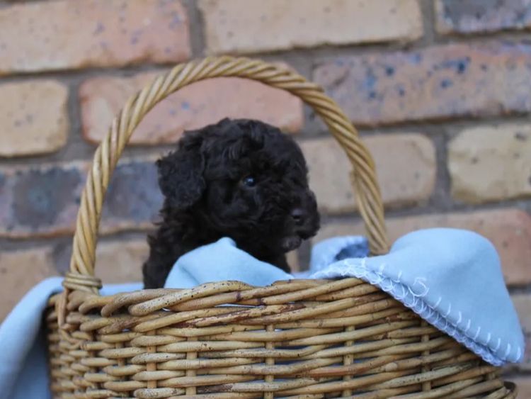 Kings Bridge Kennels Toy Poodles