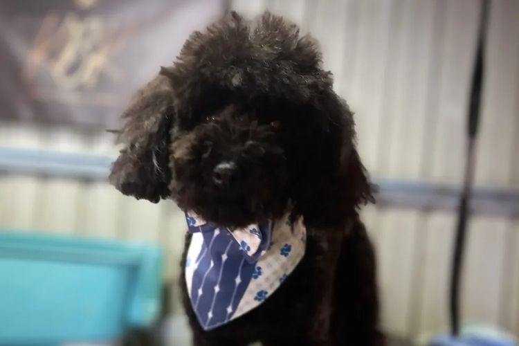 Kings Bridge Kennels Toy Poodles