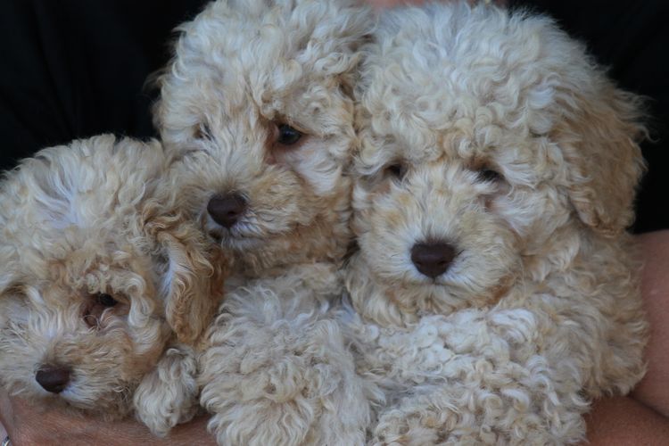 Kings Bridge Kennels Toy Poodles