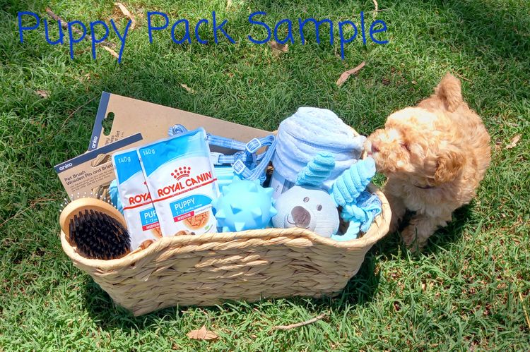 Kings Bridge Kennels Toy Poodles