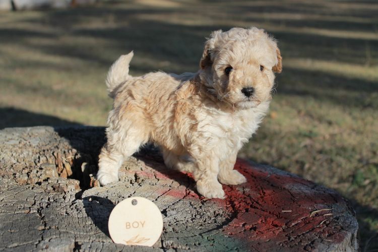 Kings Bridge Kennels Toy Poodles