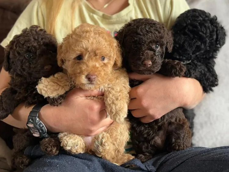 Kings Bridge Kennels Toy Poodles