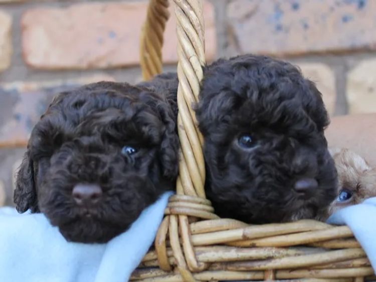 Kings Bridge Kennels Toy Poodles