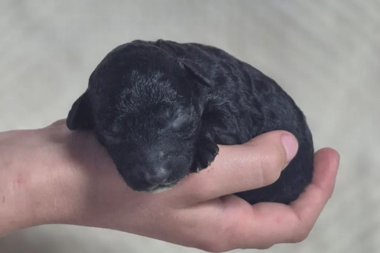 Kings Bridge Kennels Toy Poodles