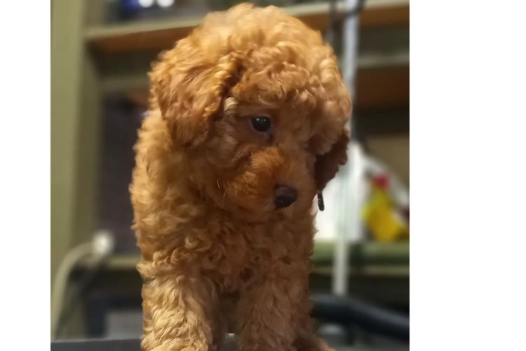 Kings Bridge Kennels Toy Poodles