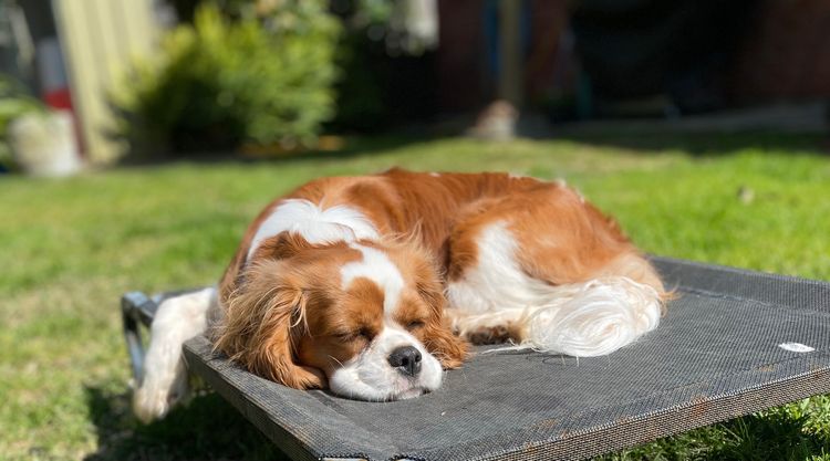 Clarehaven ANKC Cavalier King Charles Spaniels