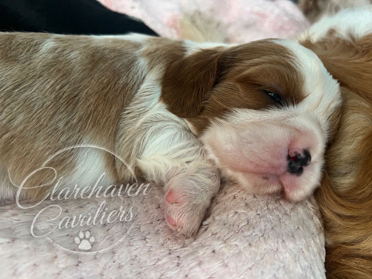 Clarehaven ANKC Cavalier King Charles Spaniels