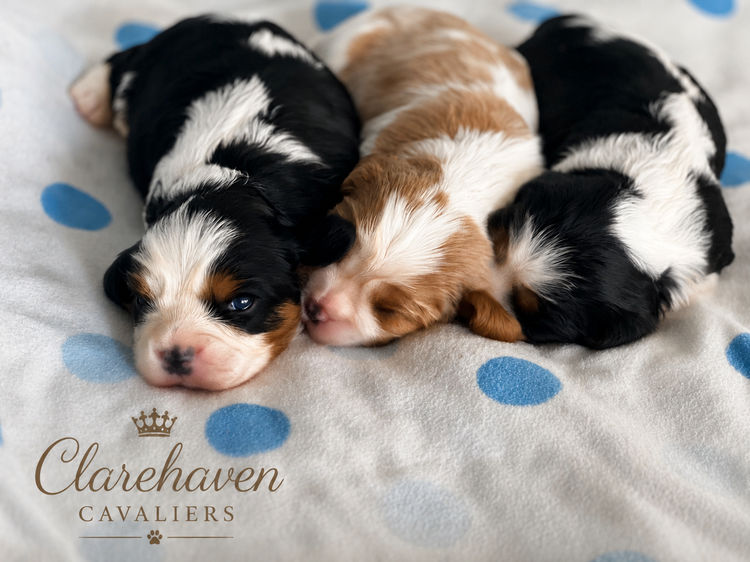 Clarehaven ANKC Cavalier King Charles Spaniels