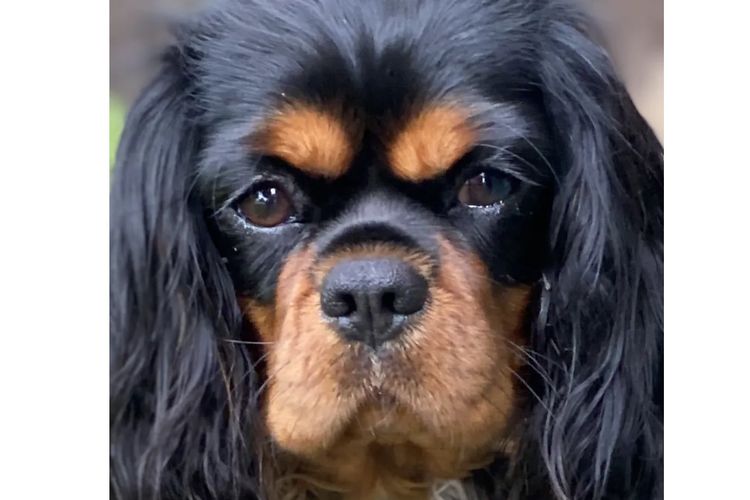 Clarehaven ANKC Cavalier King Charles Spaniels