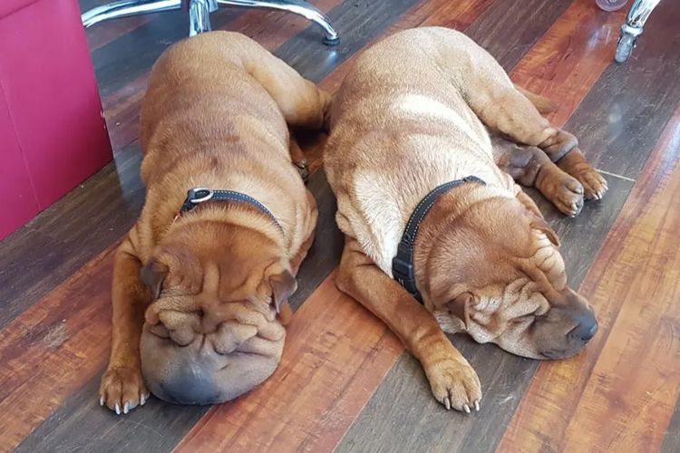 Sweetiepei Shar Pei