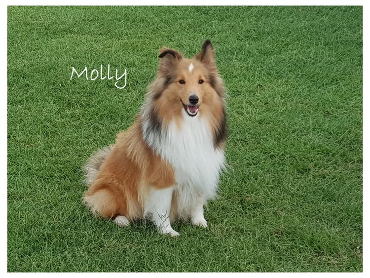 Mesheltee Shetland Sheepdog