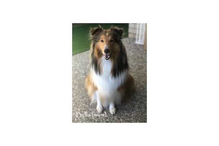 Mesheltee Shetland Sheepdog
