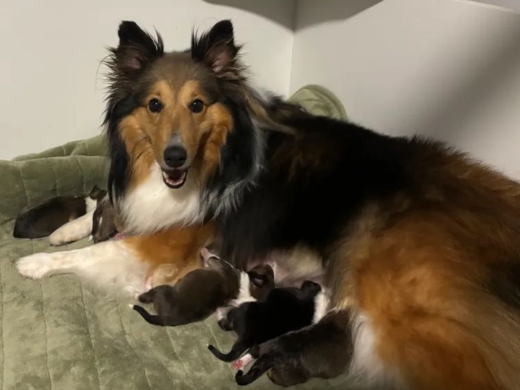 Mesheltee Shetland Sheepdog