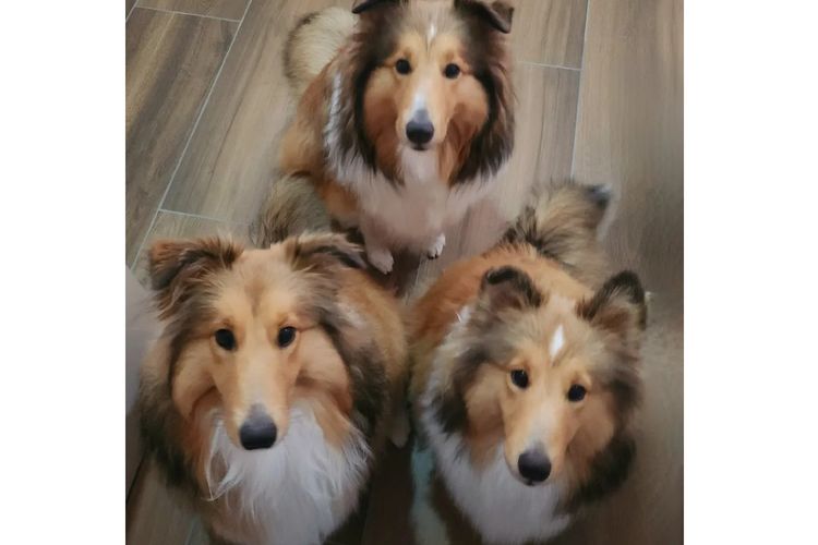 Mesheltee Shetland Sheepdog