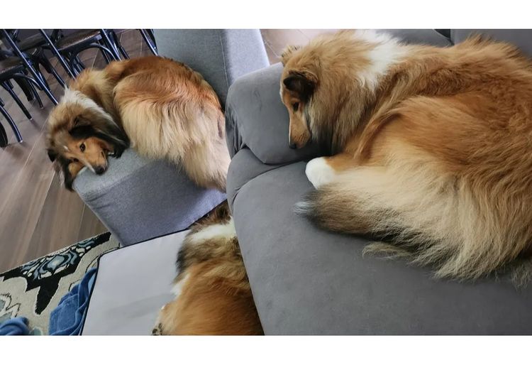 Mesheltee Shetland Sheepdog