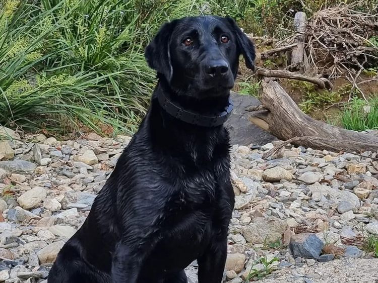Luna Ridge Labradors