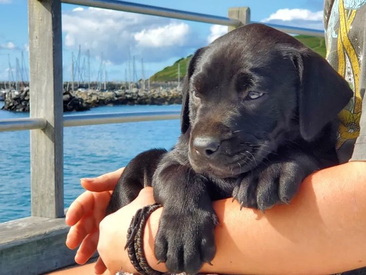 Luna Ridge Labradors