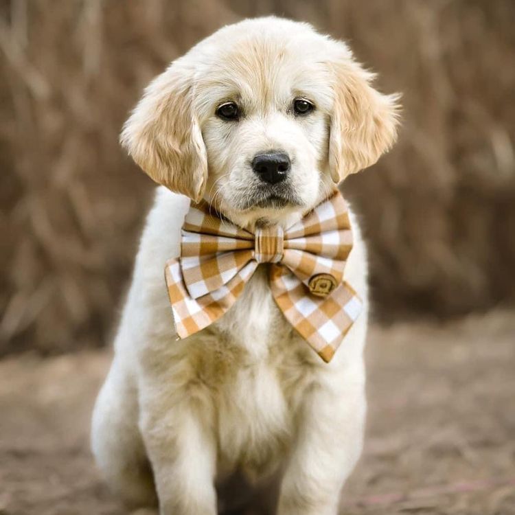 Mayleigh Golden Retrievers
