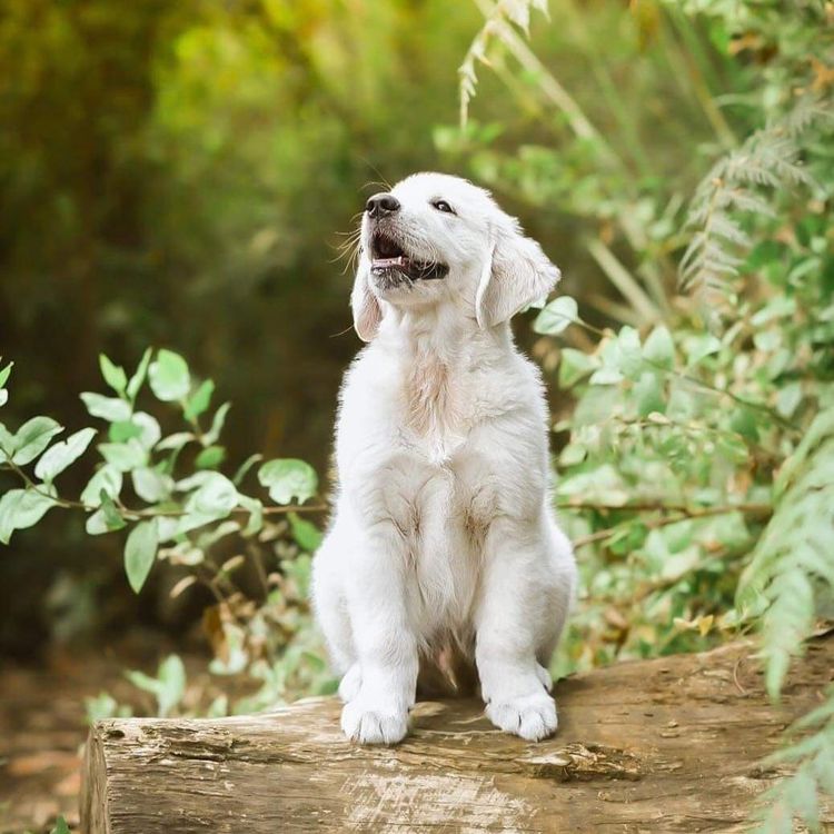 Mayleigh Golden Retrievers