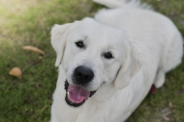 Mayleigh Golden Retrievers