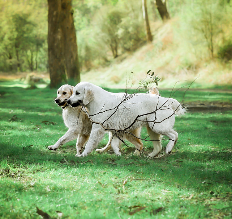 Mayleigh Golden Retrievers