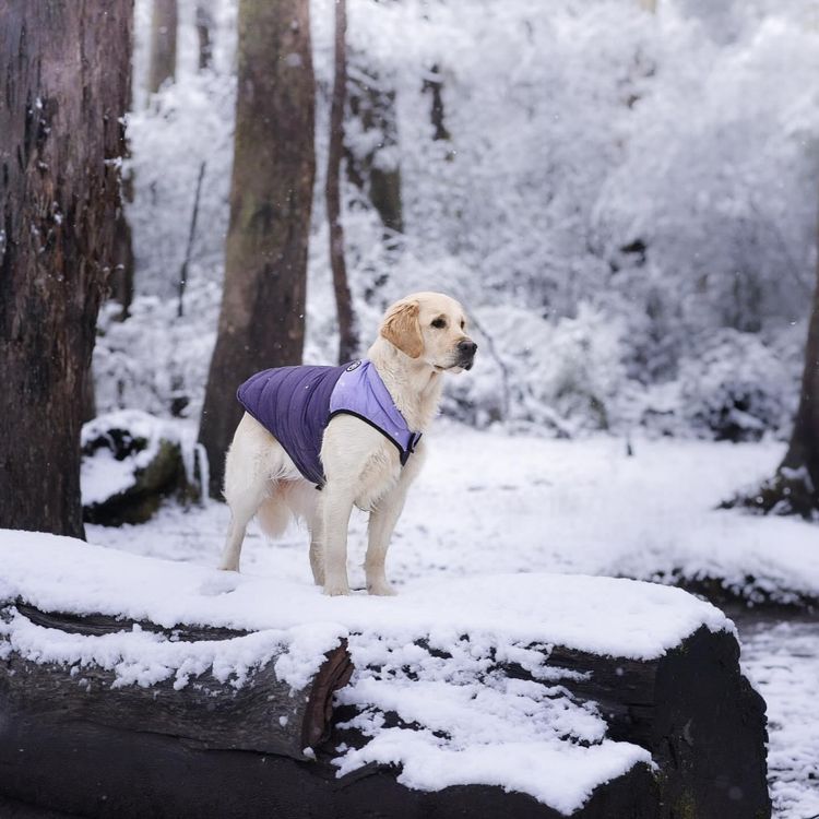 Mayleigh Golden Retrievers