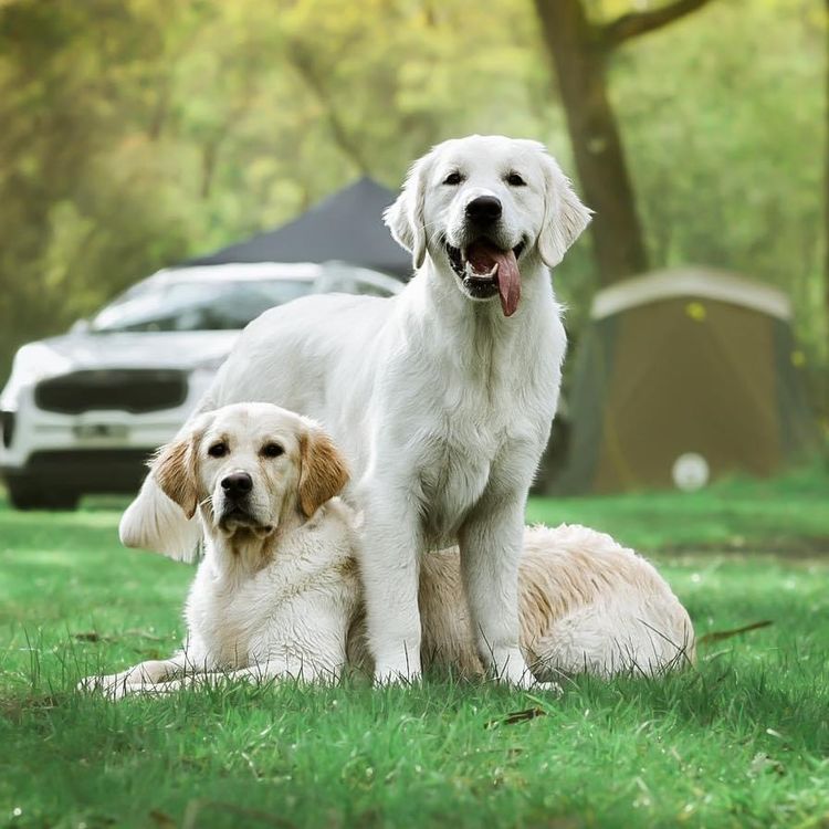 Mayleigh Golden Retrievers