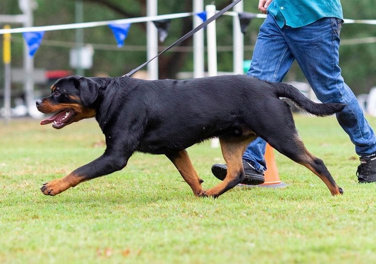 Meinrad Rottweilers
