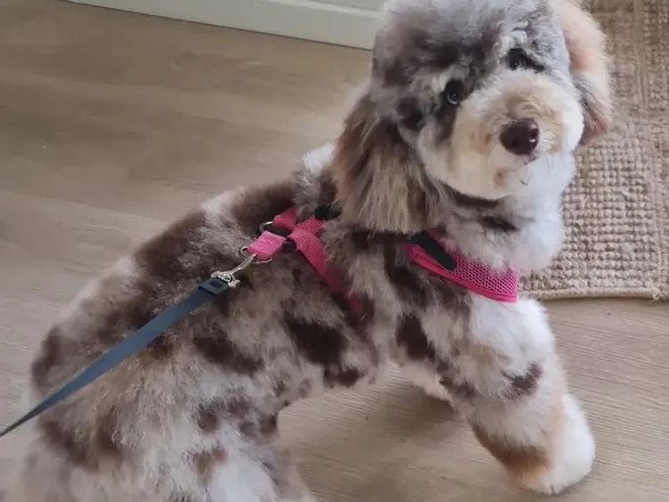 Regal Labradoodles - Cavoodles