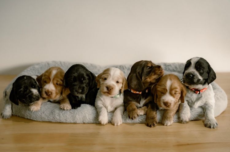 Critter Creek Cockers - Pedigree ANKC Dogs Qld Members