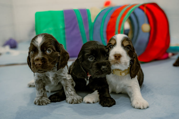 Critter Creek Cockers - Pedigree ANKC Dogs Qld Members