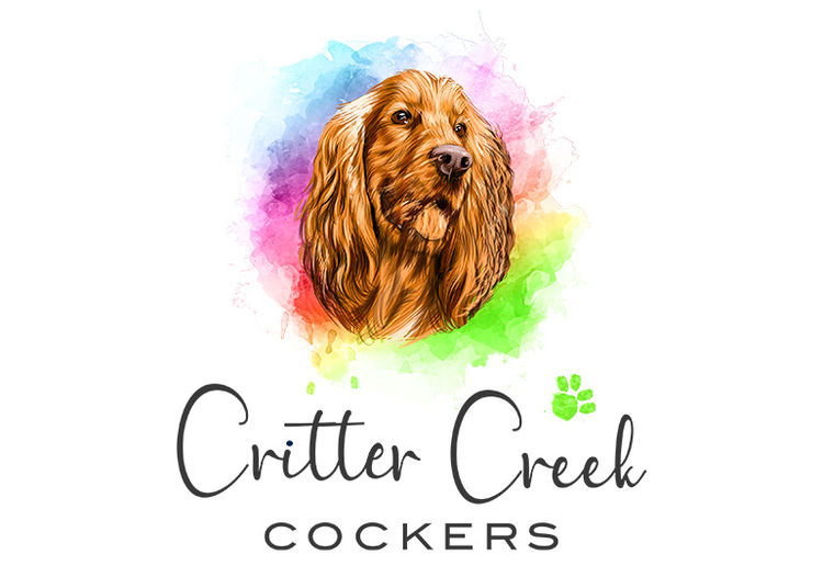 Critter Creek Cockers - Pedigree ANKC Dogs Qld Members
