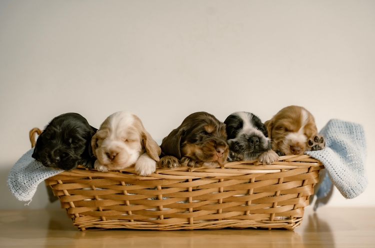 Critter Creek Cockers - Pedigree ANKC Dogs Qld Members