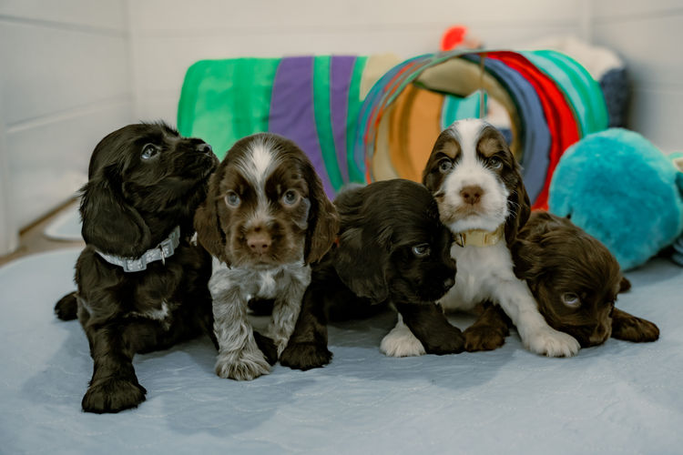 Critter Creek Cockers - Pedigree ANKC Dogs Qld Members