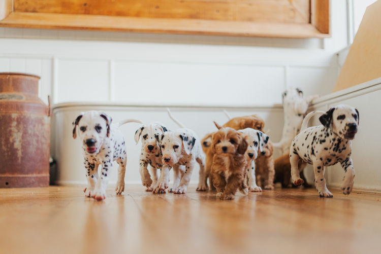 Downsdale Dalmatians