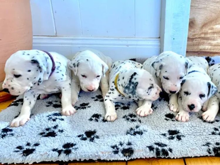 Downsdale Dalmatians