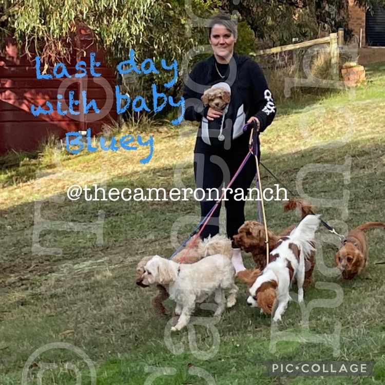 The Cameron Ranch MDBA Registered Cavaliers (with papers)