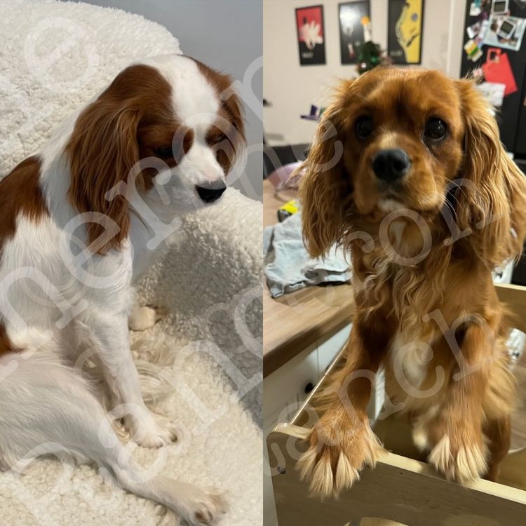 The Cameron Ranch MDBA Registered Cavaliers (with papers)