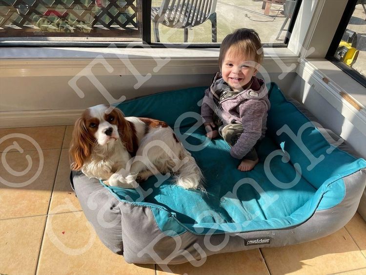 The Cameron Ranch MDBA Registered Cavaliers (with papers)