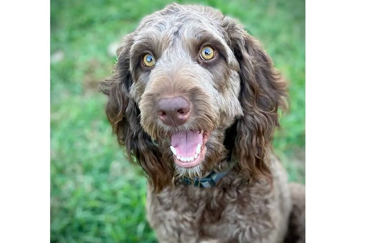 Bright Side Bordoodles NSW