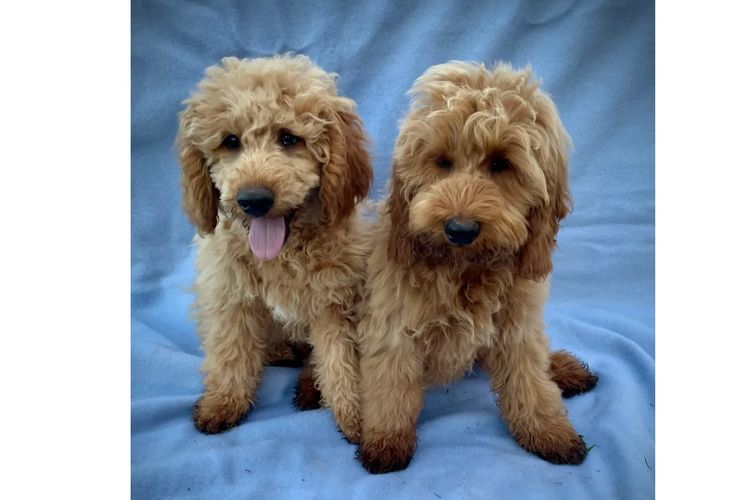 Bright Side Bordoodles NSW