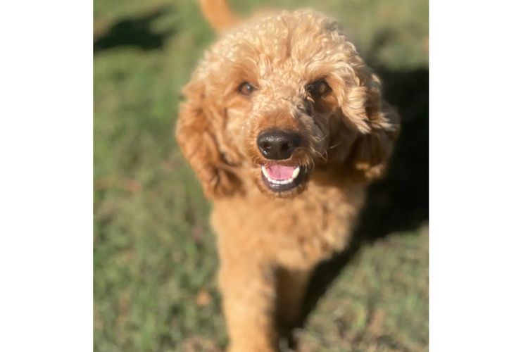 Bright Side Bordoodles NSW
