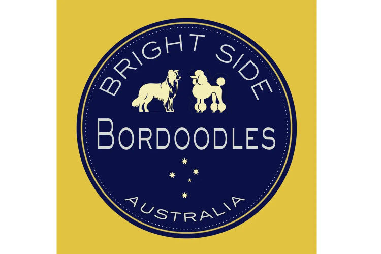 Bright Side Bordoodles NSW
