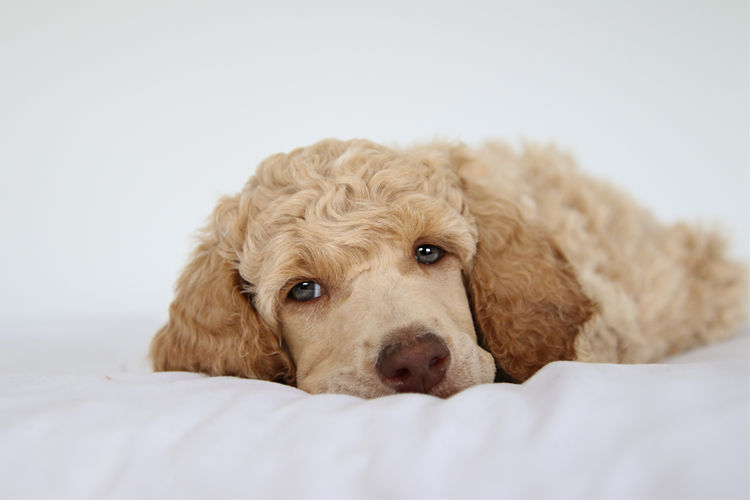 Sicra Poodles