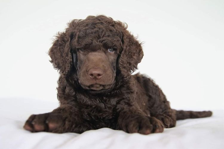 Sicra Poodles