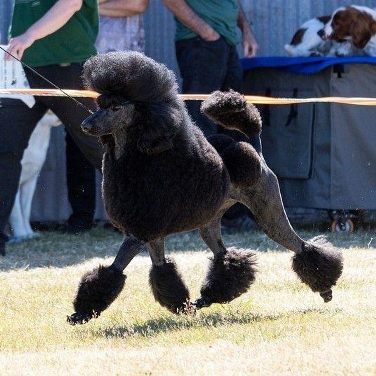 Sicra Poodles