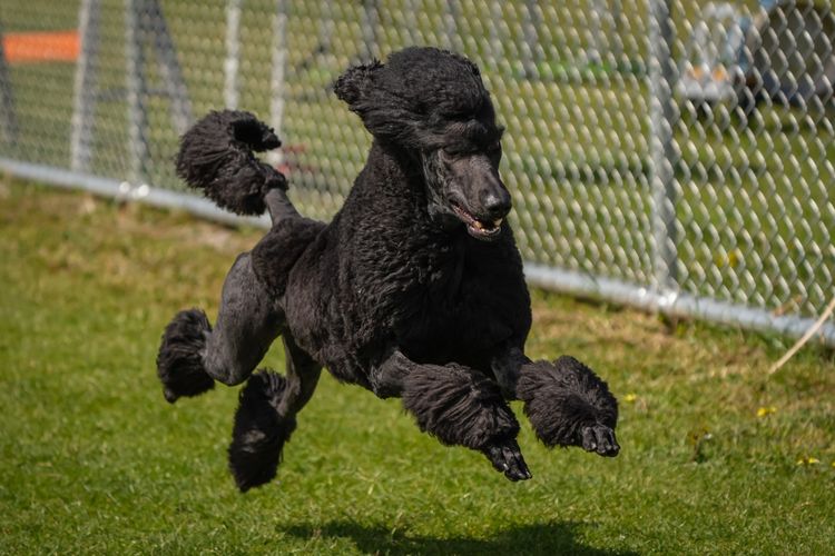 Sicra Poodles