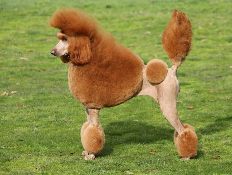 Sicra Poodles