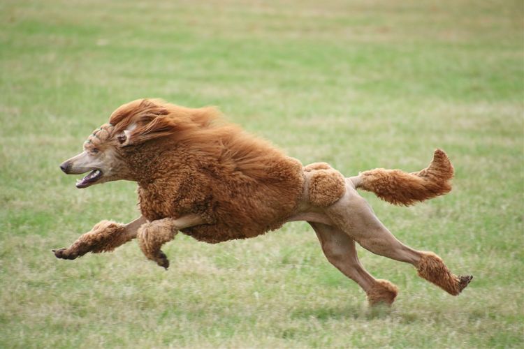 Sicra Poodles